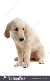 Golden retrievers always rank high among the most popular breeds in the united states. Sad Puppy Golden Retriever Image