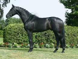 Although jones is primarily known as the founder of hit, it's believed by some that hit can be traced back to the 19th century and a doctor named gustav zander who created a method of training similar to hit. Soprano Stallion Sandro Hit Son Beautiful Horses Wild Horse Pictures Horses