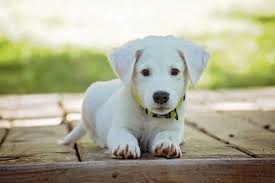 This Might Be The Reason Your Dog Gets The Hiccups The Dog People By Rover Com