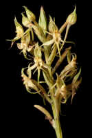 Image result for Habenaria lithophila