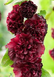 Image result for Alcea rosea