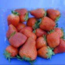 The cindy margurita strawberry and basal / celebrate the start of strawberry season with 44 dreamy berry recipes : Uf Ifas Strawberry Varieties Gulf Coast Research And Education Center University Of Florida Institute Of Food And Agricultural Sciences Uf Ifas