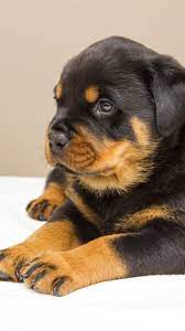 Rottweiler Puppy Wallpaper Iphone Android Desktop Backgrounds Dog Training Rottweiler Puppies Easiest Dogs To Train