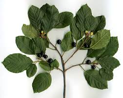 Image result for Rhamnus