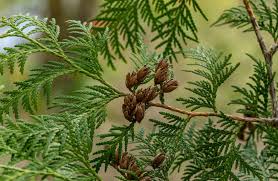 Check spelling or type a new query. What Is A Northern White Cedar Tree Home Stratosphere