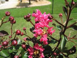 Maybe you would like to learn more about one of these? Pink Velour Crape Myrtle Deep Pink Blooms Plantingtree