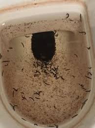 Check spelling or type a new query. Small Worms In House Shefalitayal