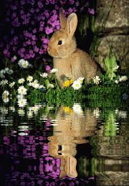 Animated Animals Animated Graphics Beautiful Animals Keefers Animated Animals Animals Beautiful Cute Baby Bunnies