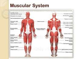 Pin On Anatomy And Physiology