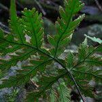Image result for Doryopteris concolor