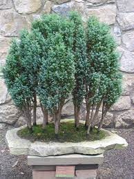 Free shipping for many products! Euro Cypress Tree Care Trees Planet Chamaecyparis Lawsoniana Lawson Cypress Bonsai Tree Bonsai Art Bonsai Forest