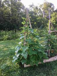 My Little Cucumber Tree Gardening Garden Diy Home Flowers Roses Nature Landscaping Hor Easy Garden Gardening For Beginners Starting A Vegetable Garden