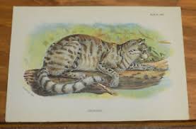 О сайте мы в соц. 1890s Antique Color Animal Print Colocolo Ebay