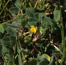 Image result for Medicago laciniata