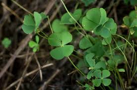 Image result for Marsilea minuta
