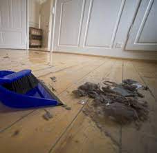 Vor allem staub ist der erklärte feind, lässt er unsere wohnung doch ungepflegt wirken und ist zudem. Gesundheit Staub Im Haushalt Hat Nicht Nur Schlechte Seiten Welt