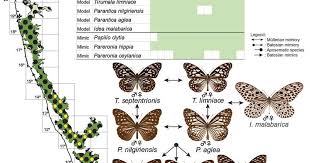 Batesian mimicry differs from müllerian mimicry in that a. Species New To Science Entomology 2017 Evolutionary Assembly Of Communities In Butterfly Mimicry Rings