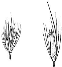 Image result for Cenchrus macrourus