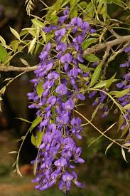 Image result for Bolusanthus