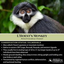 Image result for Monotes africanus