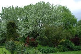Trees often bloom well only in the common names come from a fancied resemblance of these paired bracts to handkerchiefs or. Davidia Involucrata The Handkerchief Tree The Biking Gardener