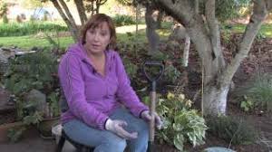 Check spelling or type a new query. Plant Care Gardening When Is The Best Time To Transplant Hostas Youtube