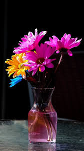 After its flowers fade, cut back the plant by about a third to promote further blooming and reduce legginess. Wallpaper Vase Pink And Yellow Flowers 1920x1200 Hd Picture Image