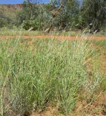 Image result for Dichanthium