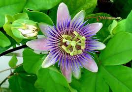An annual plant bears fruit or flowers every year. How To Grow Passion Flower Growing And Caring For Passion Flowers