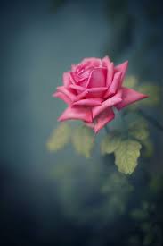 Pin On Flowers