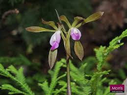 Image result for Nervilia kotschyi