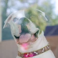 Maybe you would like to learn more about one of these? Pet Paradise Bonita Springs Home Facebook