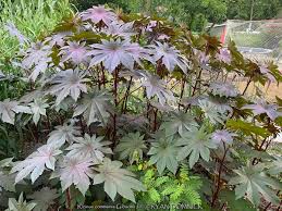 Image result for Ricinus communis