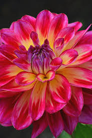 Pink is a color that is a pale tint of red and is named after a flower of the same name. Pink And Yellow Dahlia Flower Photograph By Perl Photography