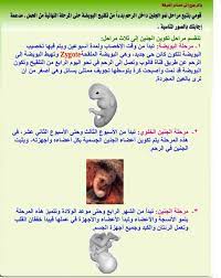 قومي بتتبع مراحل نمو الجنين داخل الرحم بدءا من تلقيح البويضه حتى المرحله النهائيه من الحمل مدعمه اجابتك بالصور المناسبة المساعد الشامل