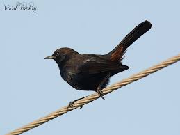 The indian robin ( saxicoloides fulicatus) is a species of bird in the muscicapidae family. Birds Of Gujarat Large No Of Bird Collection And Species In Gujarat