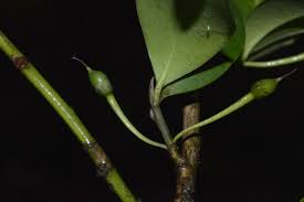 Image result for Pentaphylacaceae