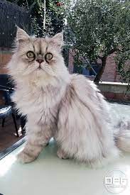 Pin On Cute Cat Photos