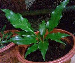 Daftar harga bunga gelombang cinta terbaru april 2021. Jual Tanaman Anthurium Gelombang Cinta Di Lapak Bibit Eksotic Bukalapak