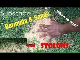 Check spelling or type a new query. Why Should You Add Sand On Your Bermuda Lawn Youtube