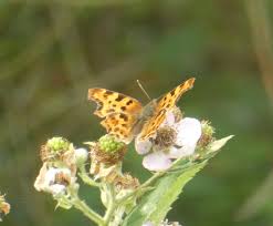 Image result for Trichopteryx elegantula