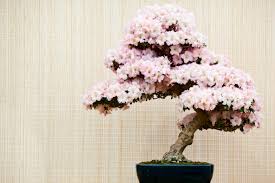 This particular plant is very hardy and produces magnificent flowers ranging up to seven inches in diameter. All About Flowering Bonsais Kellogg Garden Organics