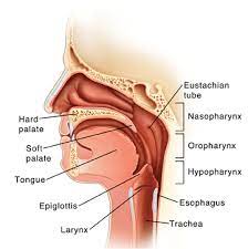 The rationale why most dental or medical college students concern this area of human anatomy is that of its very advanced and complex constructions that are. Parts Of The Throat And Neck Saint Luke S Health System