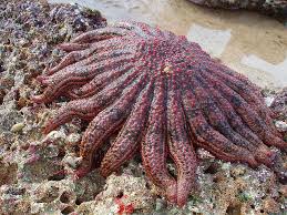 Sun Star Ocean Creatures Stars Sea Star