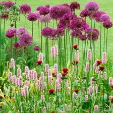 Image result for Persicaria