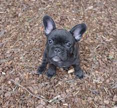 Why Are You So Tall Say Hello To Onny French Bulldog Funny French Bulldog Bulldog