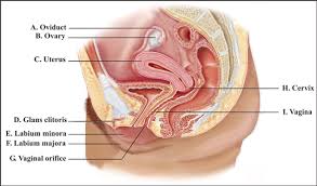 Solved Label This Diagram Of The Female Reproductive System