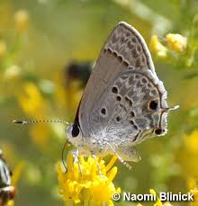 Image result for Astripomoea malvacea