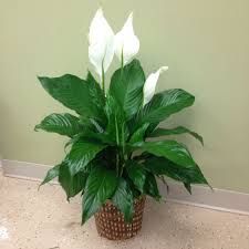 Check spelling or type a new query. Peace Lily Plant 8 Inch Pot Size Lopshire Flowers Fort Wayne In 46815 Florist