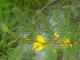 Image result for Chamaecrista grantii